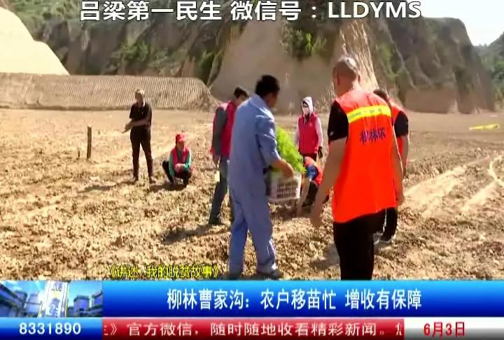 柳林县农业种植,柳林农业