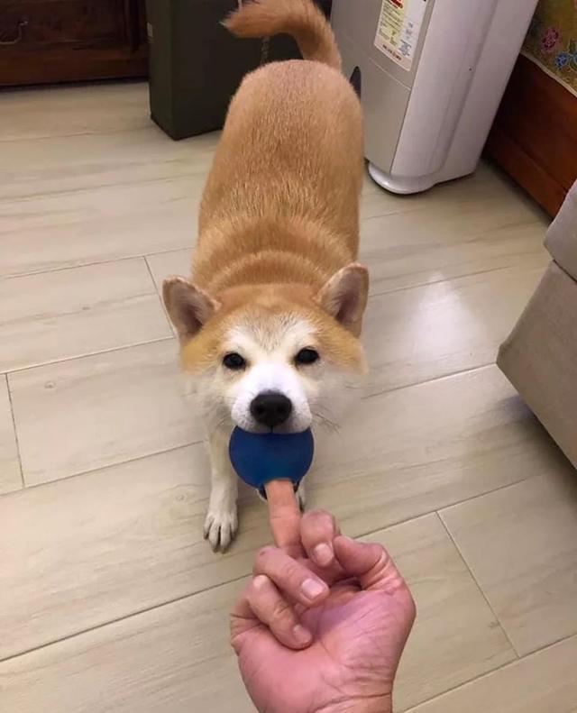 柴犬狂咬,柴犬毫无征兆回头咬