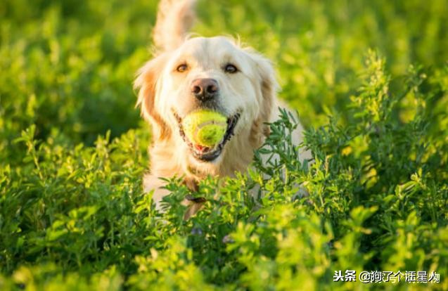 带狗狗漫步为什么一直哼唧唧,狗狗漫步的时候走得慢怎么回事