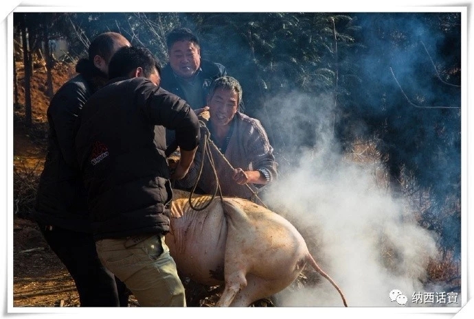 狂欢与感恩：杀年猪漫谈