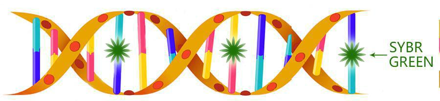 实时荧光定量PCR,实时荧光定量pcr正常值