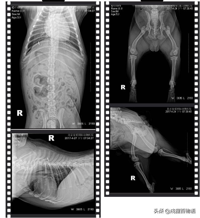 宠物针灸能治什么,宠物针灸真的可以治狗吗