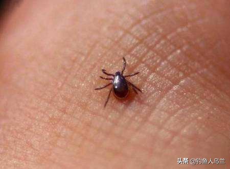 用红虫钓鱼不会得红虫病，了解红虫这几个技巧，秋冬钓鱼渔获变好