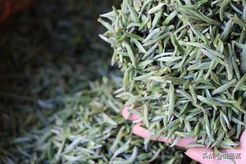 白毫银针分北路银针和西路银针,白茶中最顶级的白毫银针