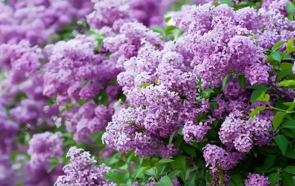 世界各国的国花花语,各国的国花和禁忌花