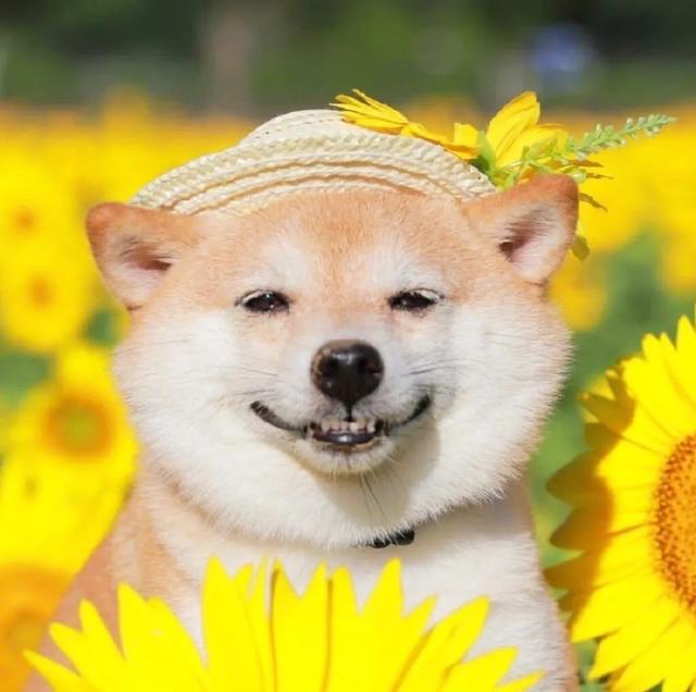 小狗掉毛一块一块的是怎么回事,哪种小狗最好养不臭不掉毛