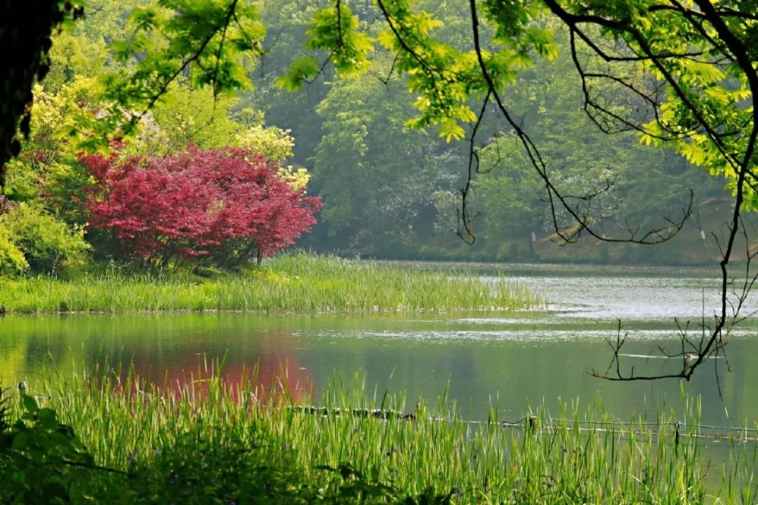 西湖有多美图片,现在的西湖景色怎么样
