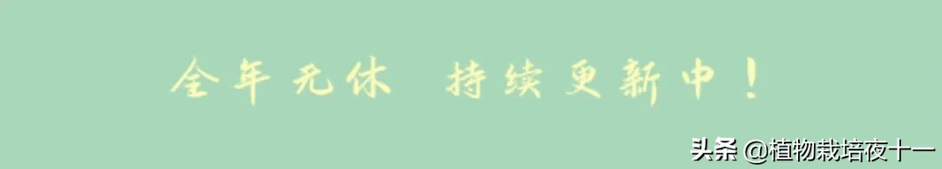 多肉蓝石莲视频,蓝石莲多肉又叫什么