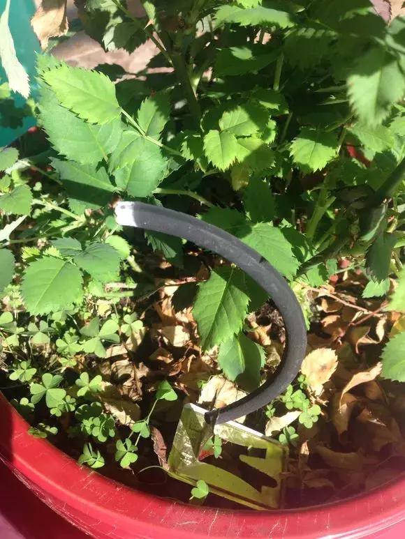 老花匠透露养花秘方,老花匠养花技术视频