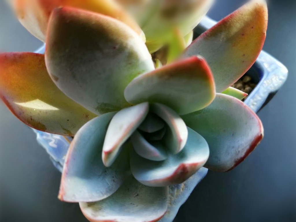 多肉布鲁蓝老桩图片,多肉布鲁蓝和普通蓝光有什么区别