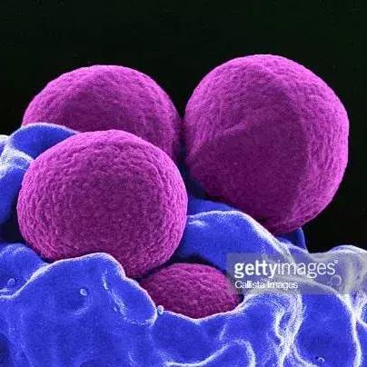 狗狗身上出红疹，原因很多速就诊