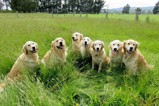 金毛眼睛发红怎么回事,金毛过敏症状有哪些