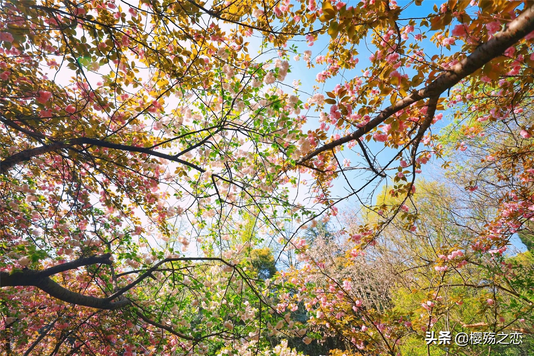 我国唯一建在5a级景区的大学,哪所大学是5a级景区