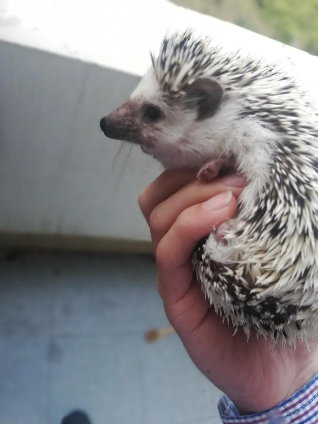 和宠物沟通说什么,宠物谈恋爱怎么回事