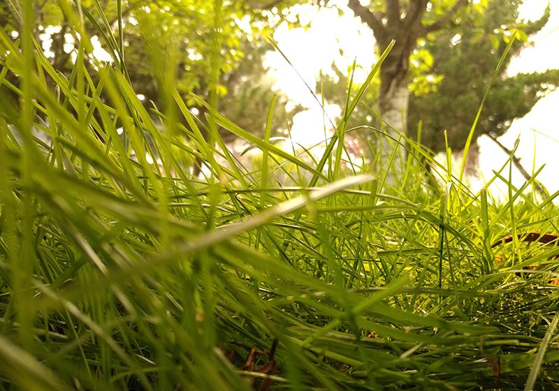 永远不凋零的玫瑰花,永不凋零的花