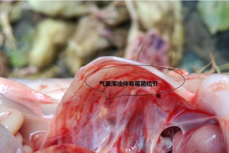 养殖场霉菌疾病,养殖霉菌前景如何