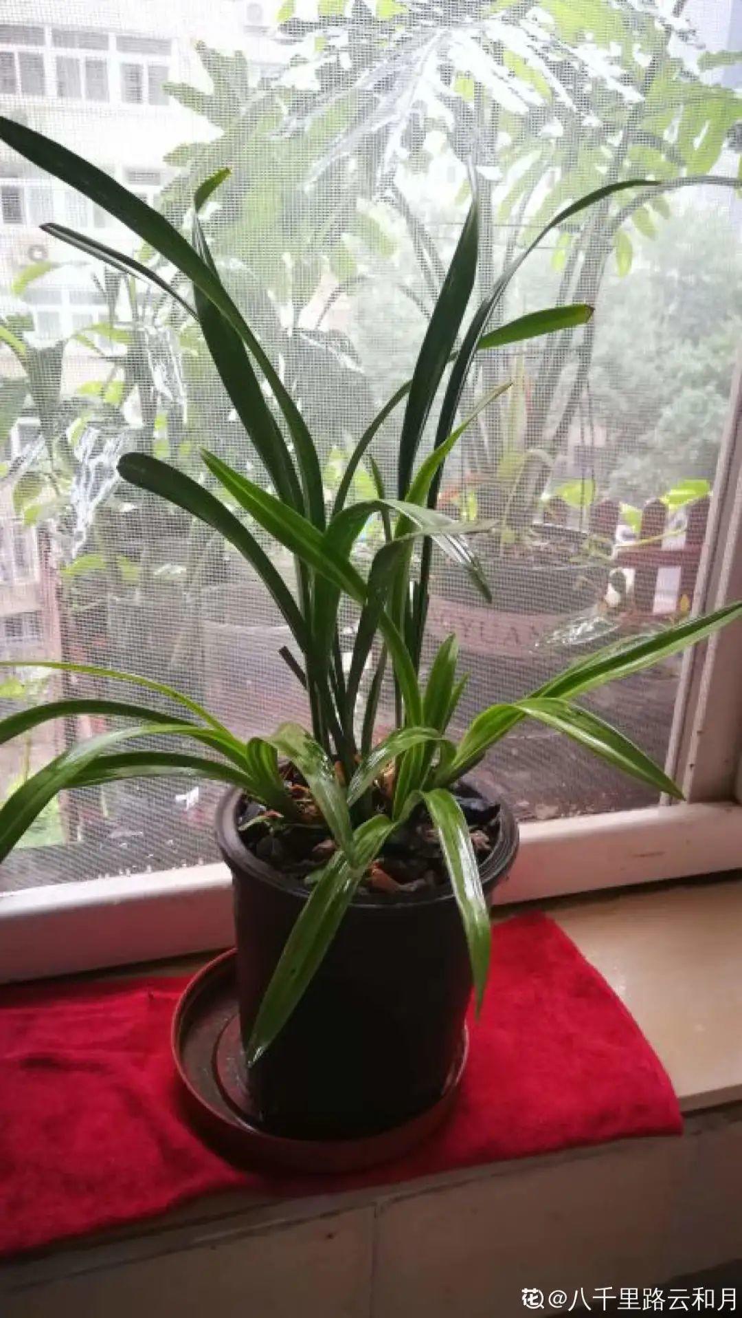 耐养的香水花,种室内香水花