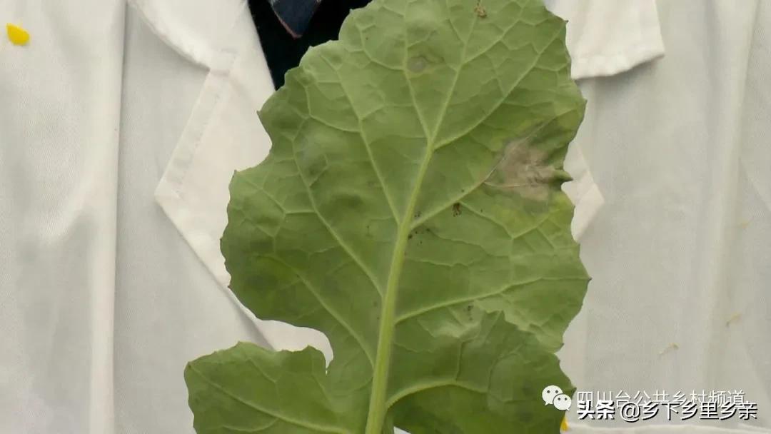 油菜得了病用什么药,油菜生病了怎么防治