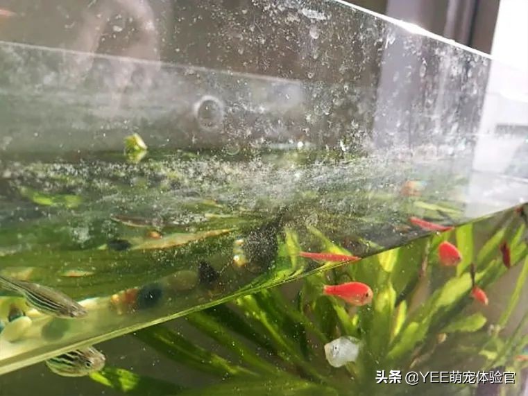 亚克力鱼缸的优点和缺点,用亚克力做鱼缸会让鱼中毒吗