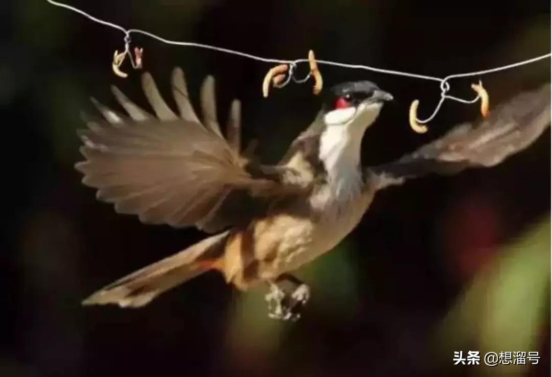 被囚34年取精，被迫亲手杀死爱子，最后只能挣扎着死去……