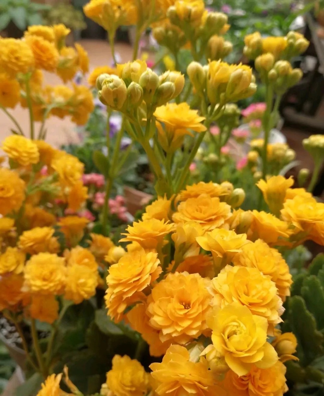 长寿花单瓣品种大全,长寿花100种颜色图片