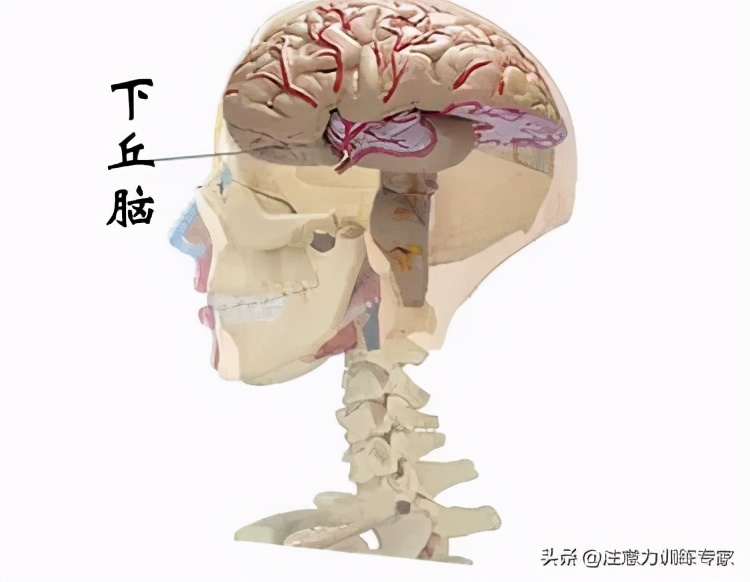 一考试就头脑空白？2个方法科学减少大脑刺激，孩子学习更高效