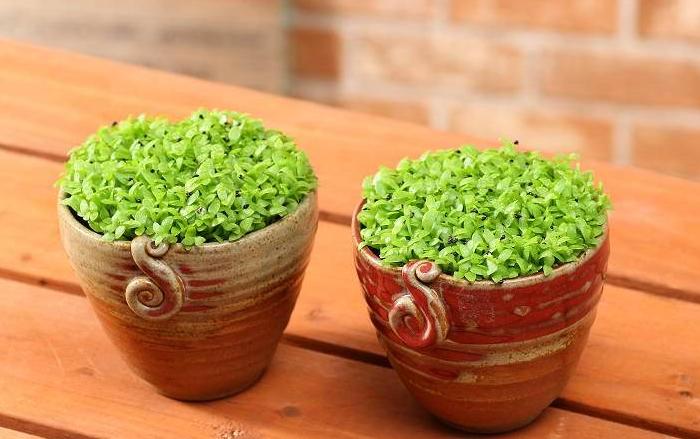 姘存灉鏋滄牳涓嶈鎵旂泦鏍界璧锋潵,涓夌姘存灉绫戒笉鑳芥斁鐩嗛噷