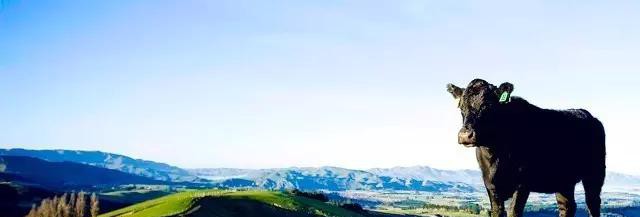 世界顶级牛肉是什么牛,世界最顶级的牛肉视频