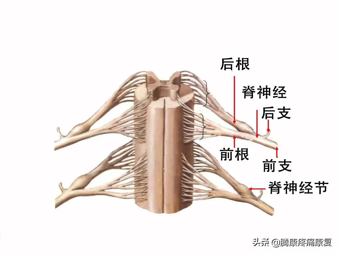 最全！脊神经系统汇总