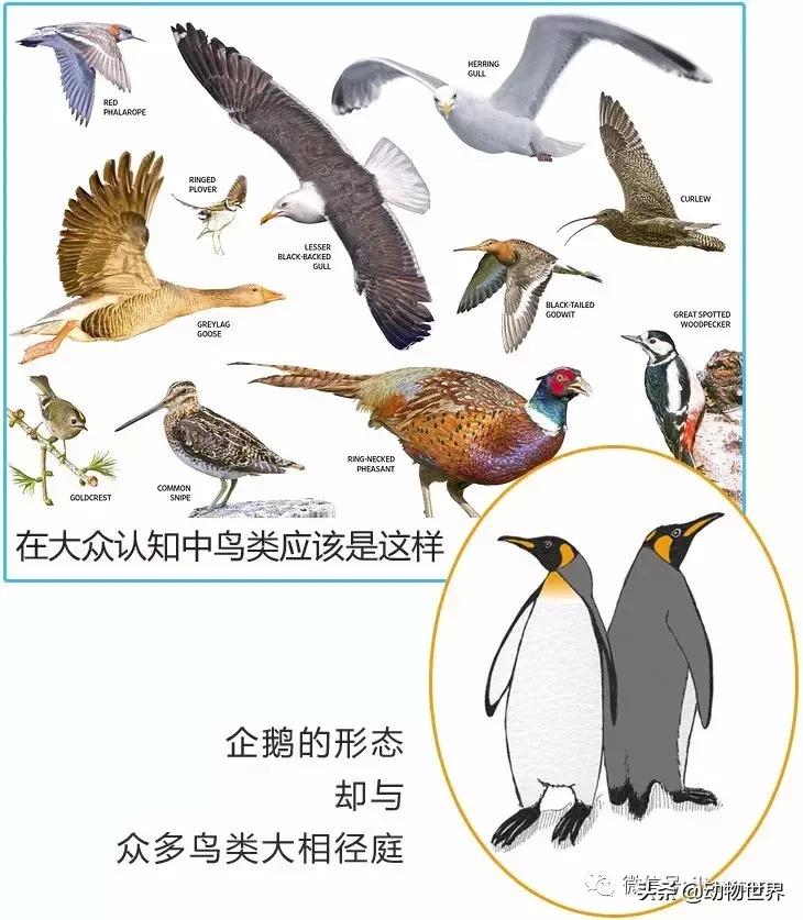 企鹅没有毛还能生活在北极,企鹅没有冰能生活吗