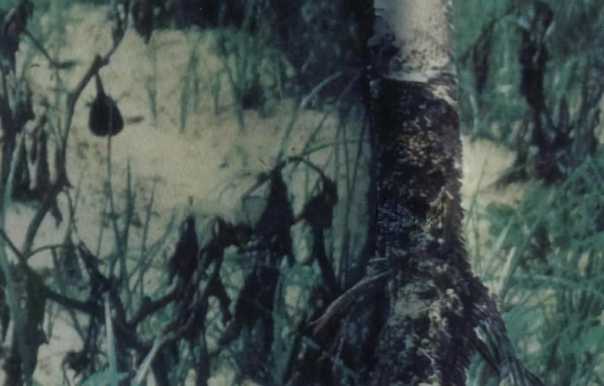 茄子白绢病,茄子白绢病怎么防治