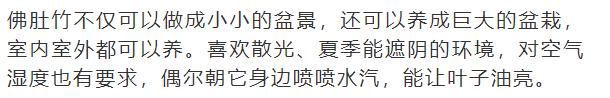 什么花放在家里最好看最实用,放家里风水好又好养的花有哪些