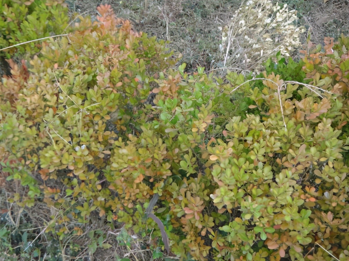 瓜子黄杨叶黄原因,瓜子黄杨叶片有斑点