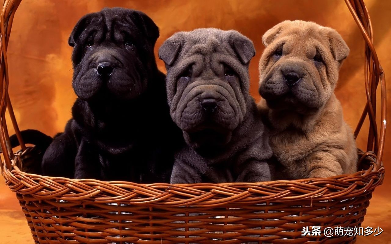 怎么区分好的沙皮狗,真正的沙皮狗是什么样的