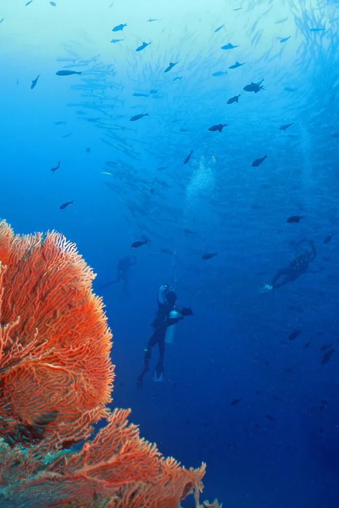 吃19块钱的海鲜自助,深圳133块钱海鲜吃到爽