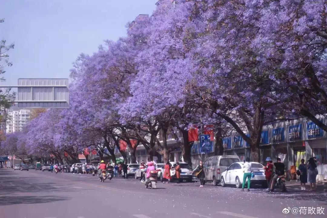 蓝花楹西昌航天北路公交车,蓝花楹卫星宾馆