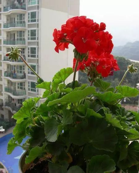 天竺葵不开花的3个原因,天竺葵不开花的原因