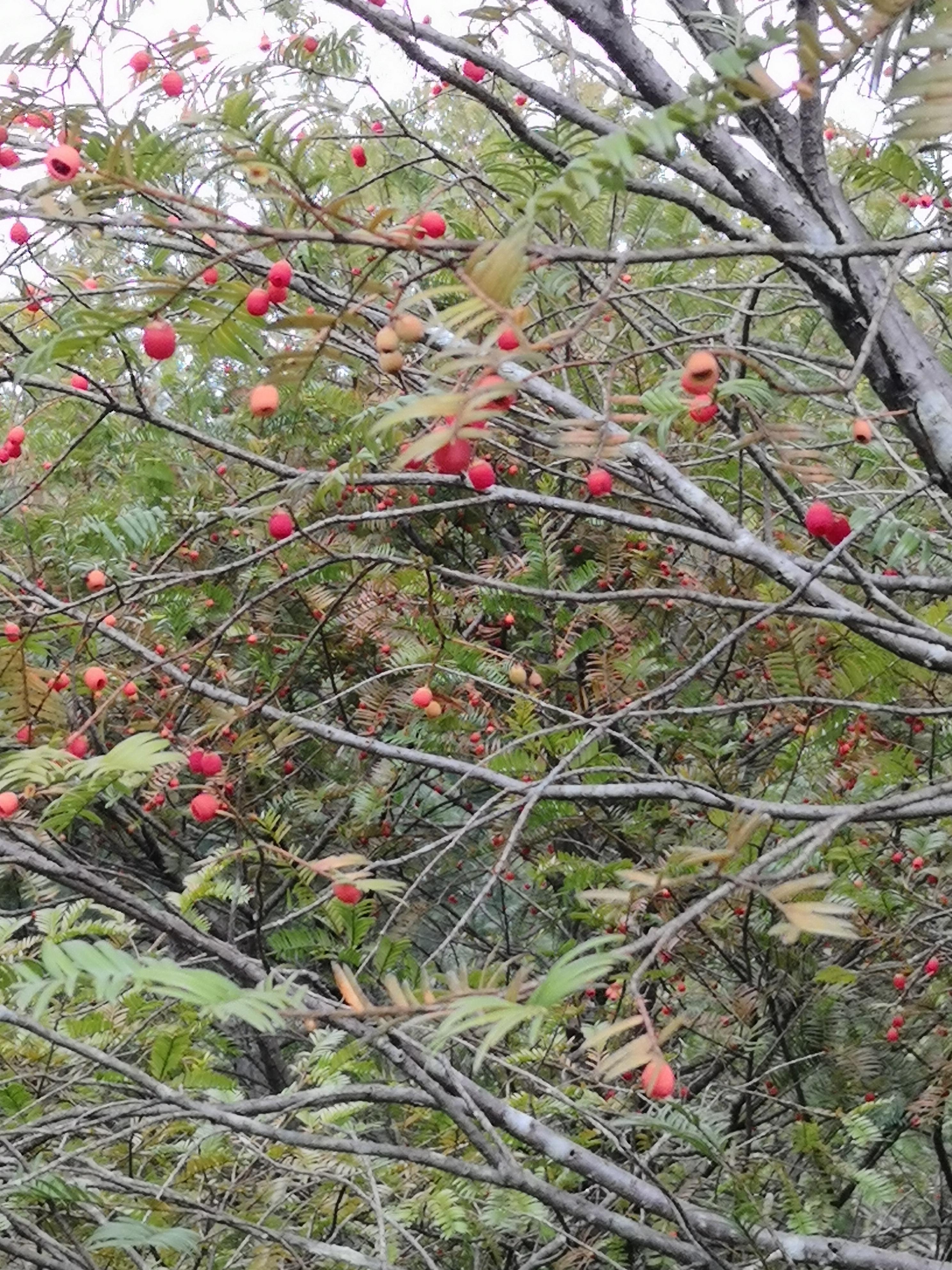 胡说东北话咋说,胡说新疆话怎么说