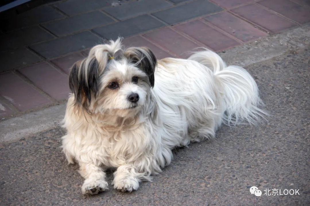 北京动物资源分布图,北京野生动物种类大全图片