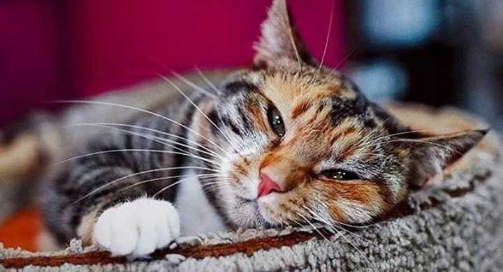 9.9元可租猫咪一天：共享时代赚钱，当以生命为底线