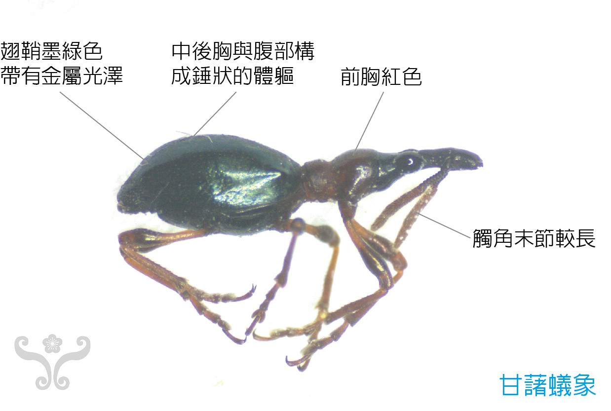 红薯害虫图片大全,红薯象甲虫的防治