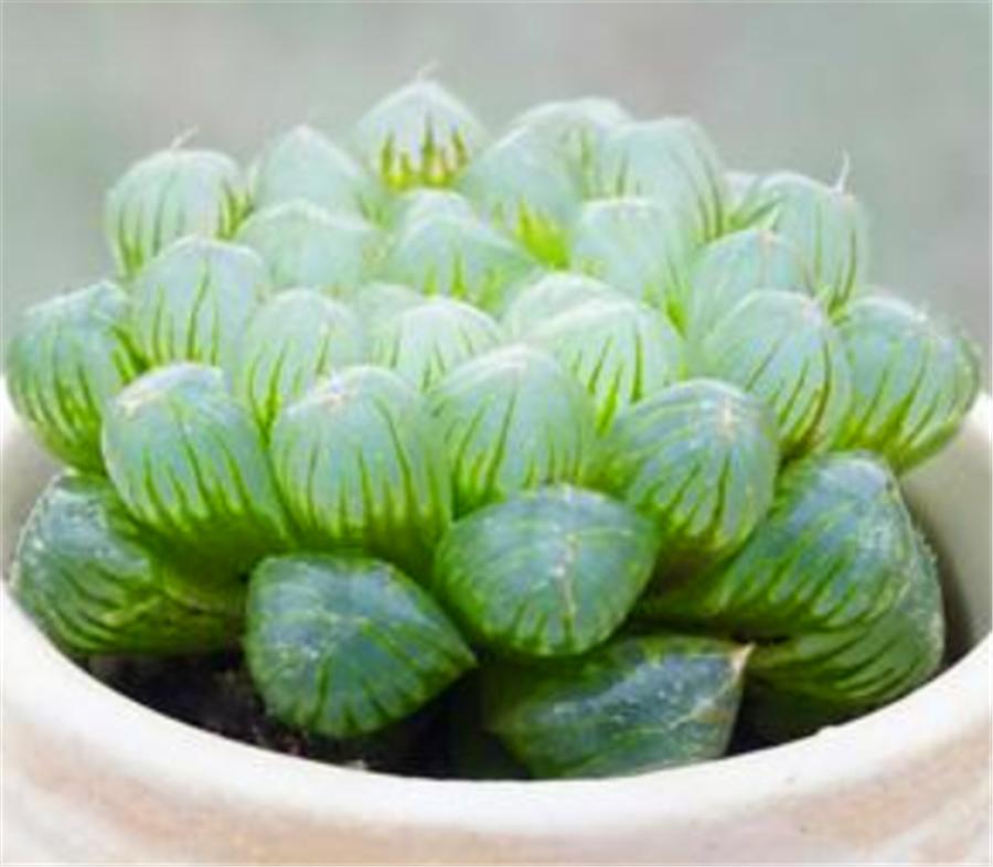 被砍头的多肉伤口晒干能晒太阳吗,多肉砍头后该怎么处理