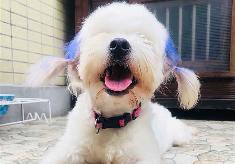 辟谣，狗狗染色用的是植物染发剂没伤害？对它你真的了解吗？