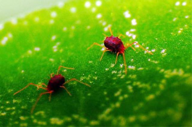 大豆有什么病虫害怎么防治,大豆病虫害防治技术与方法