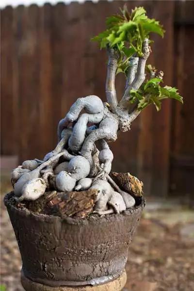 多肉大师手绘花盆,多肉顶级玩家