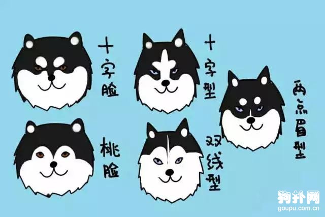 柴犬柯基傻傻分不清,柴犬分辨得出坏人吗