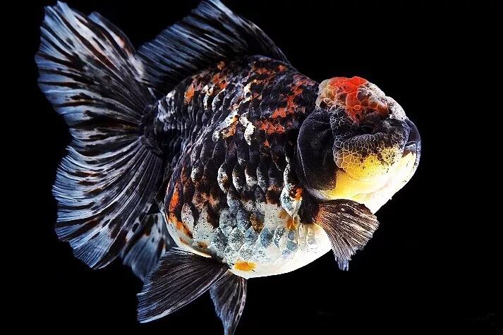 狮子头金鱼温度多少合适,狮子头金鱼喂什么饲料好