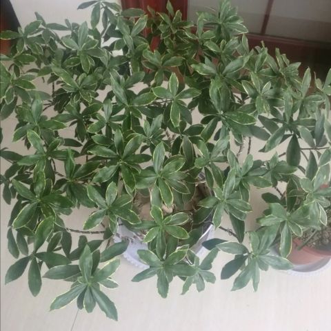 金边瑞香怎么养才能养得更好,金边瑞香怎么养才能长得快