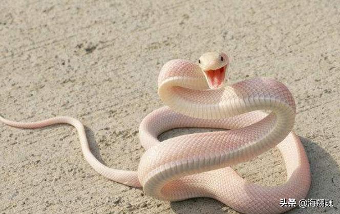 山海经西山经全集,山海经第二部分全文