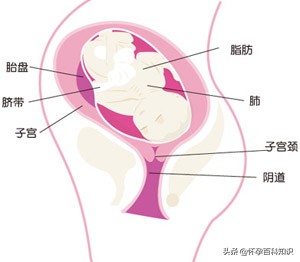 孕妈妈14周会出现的状况,孕中期13到27周关注事项